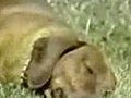 Rusty the Narcoleptic Dachshund