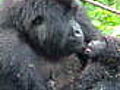Gorillas in Peril: Health Check