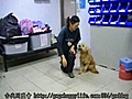 981115-親和力測試-中和收容所//待認養犬隻座號：980829f624 捲捲