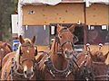 Cross-country trip in a covered wagon