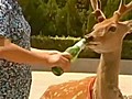 Chinese Deer Gets Taste For Beer