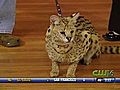 Wildlife Defenders - Serval Cat