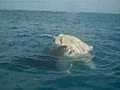 Aussie Catches Shark Eating Whale Carcass