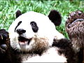 Mutual of Omaha’s Wild Kingdom: Panda-monium!
