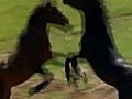Wild Horses-music Video