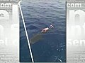 Man talks about encountering a whale shark off Miami Beach