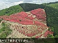 奈良・葛城山のツツジ