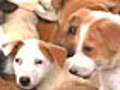 Bangalore divided on killing of dogs