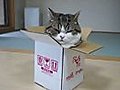 A box and Maru