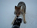 Uomo respinge attacco  di un bellissimo coyote