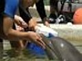 Blind Teens Spend the Day With Dolphins