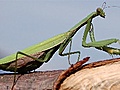 The Climate Change Bug - The Climate Change Bug