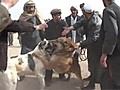 People gather to view the dog fight.