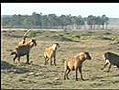 Two Male lions kills Hyena