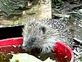 Baby Hedgehog