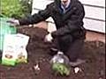 How To Plant Tomatoes In Spring