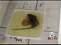 Rats infest Lake Park apartment complex (NewsChannel 5)