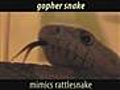 Gopher Snake Mimics Rattlesnake