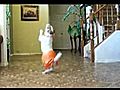 You must see this dog!