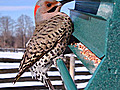 Attracting Birds to Your Backyard