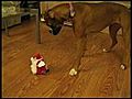 Funny Boxer Attacks Furby