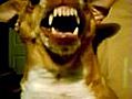 crazy angry dog