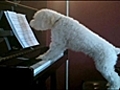 Piano playing pooch