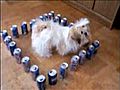 Funny Shih-Tzu and the Pepsi Can Barracade