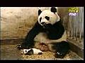 熊猫妈妈打喷嚏吓坏了小熊猫