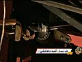 فرنسا.. أسد دافنشي