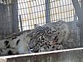 Snow Leopard Siesta