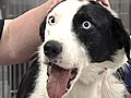 Vets Work To Save Shot Border Collie