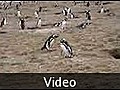 Follow the penguin - Punta Arenas, Chile