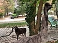 An Emu in Chestnut Hill?