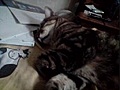 Jude le chat qui fait ron pich