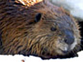 Beavers: Curious Creatures