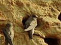 Sand martins