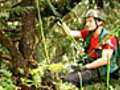 Climbing Redwood Giants