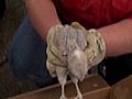 Baby Hawk Reunited With Family