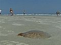 Jellyfish Wash Ashore