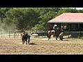 Team Roping Horse,  Heading Horse for Sale, Great Minded Heeling Horse for Sale - Sandman