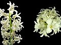 Time-lapse Dying White Hyacinth Christmas Flower 3 Two Cameras Composition Stock Footage