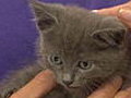 Rescued Kitten awaits adoption