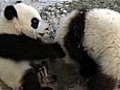 Panda twins enjoy brotherly rough and tumble