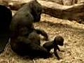 Un bebé gorila en el zoo de Londres