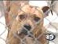 Fox Valley Shelter Warns Against Dog Fighting
