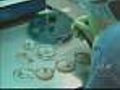 Government OKs Human Embryonic Stem Cell Research