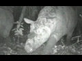 World&#039;s rarest rhino is a knockout