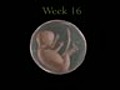 Embryo and Fetal Development