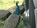 Man Complains About Peacocks Pecking His Roof